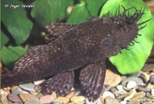Pleco xenocara — 5